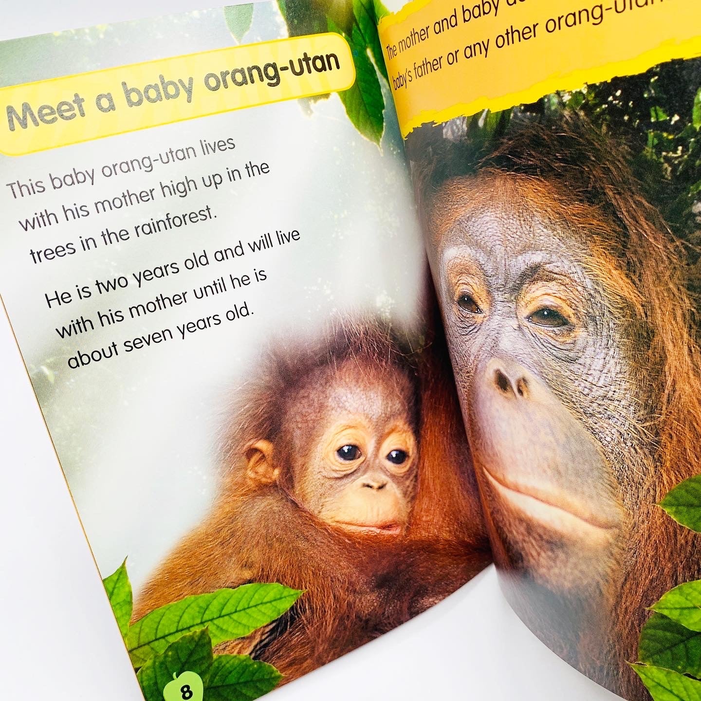 I Love Reading: Orang-utan Baby