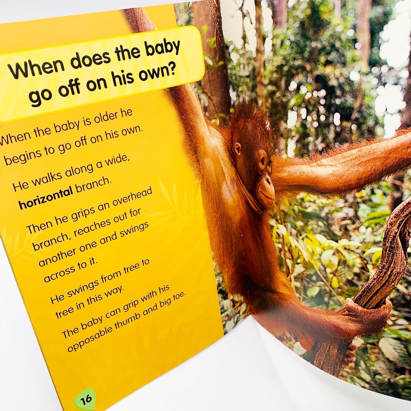 I Love Reading: Orang-utan Baby