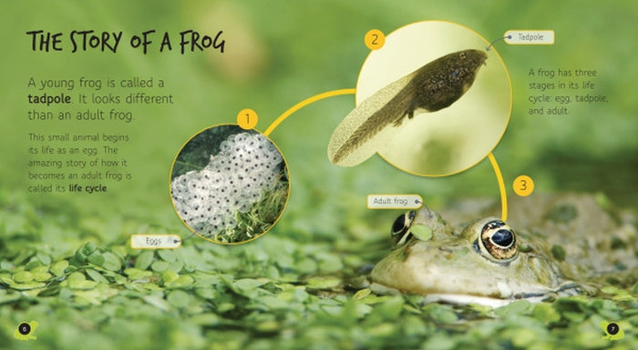 Lifecycles: From Tadpole to Frog